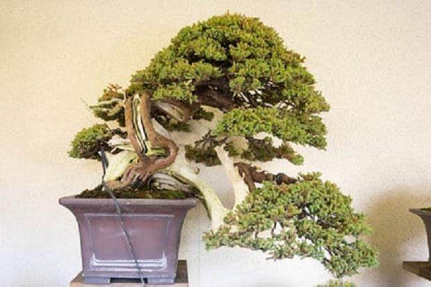 好的盆景来自哪里？来自日本