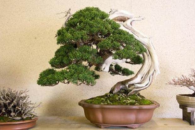 好的盆景来自哪里？来自日本