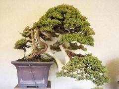 好的盆景来自哪里？来自日本