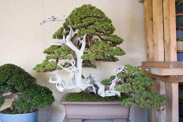 好的盆景来自哪里？来自日本