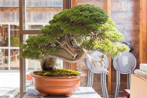 访问神奈川的小品盆景花园