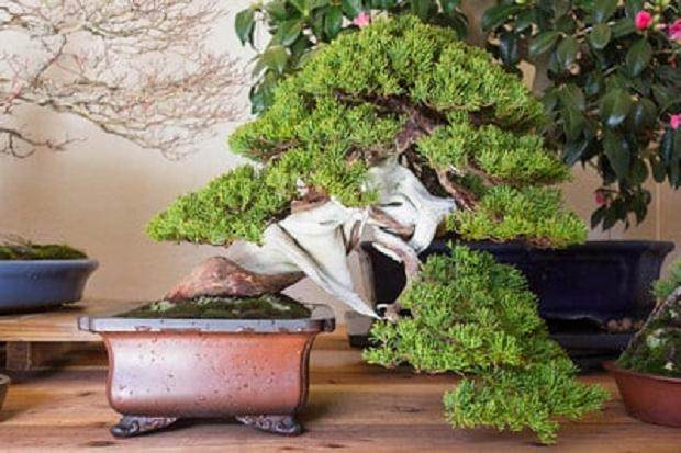 访问神奈川的小品盆景花园