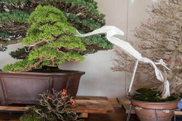 访问神奈川的小品盆景花园