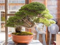 访问神奈川的小品盆景花园