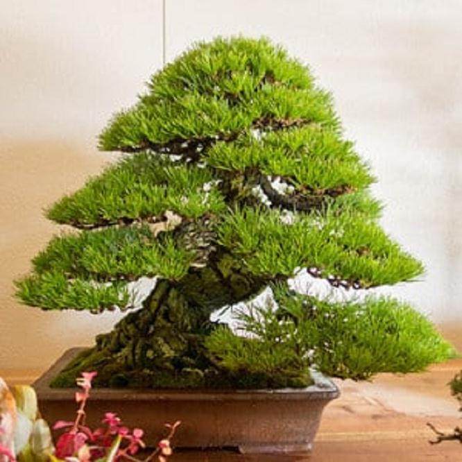 柿野健太郎的松树盆景