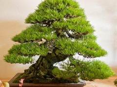 柿野健太郎的松树盆景