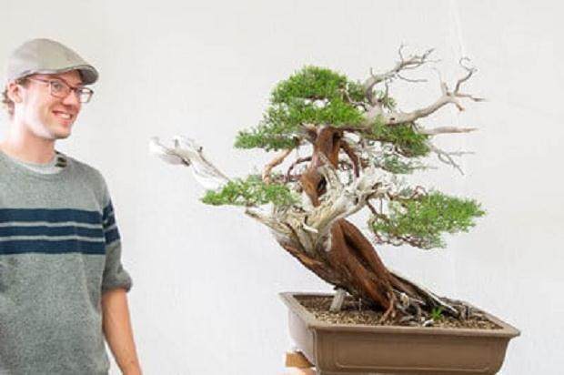 湾岛盆景马特卷轴盆景计划