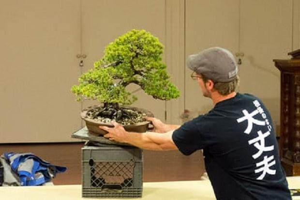 湾岛盆景马特卷轴盆景计划