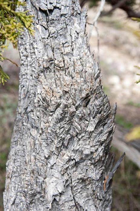 盆景最引人注目的方面往往不受我们的控制