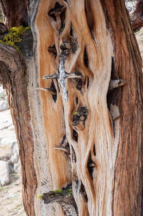 盆景最引人注目的方面往往不受我们的控制