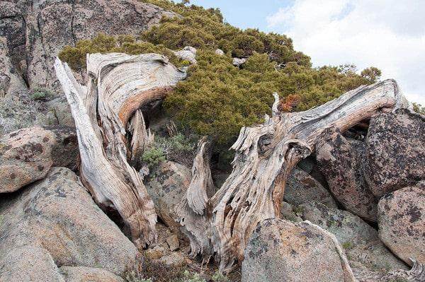 盆景最引人注目的方面往往不受我们的控制