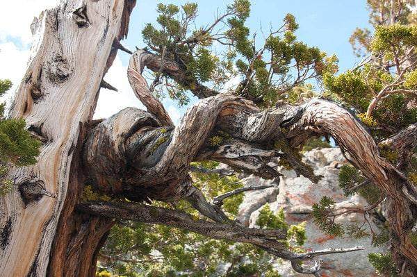 盆景最引人注目的方面往往不受我们的控制