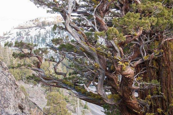 盆景最引人注目的方面往往不受我们的控制