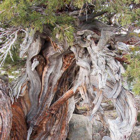 朽木形成了多年严酷的生存