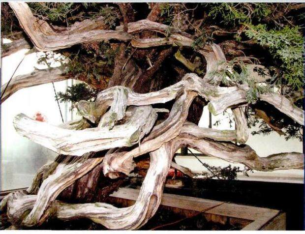 图解 郑诚恭真柏盆景怎么制作的25个过程