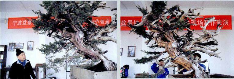 图解 郑诚恭真柏盆景怎么制作的25个过程