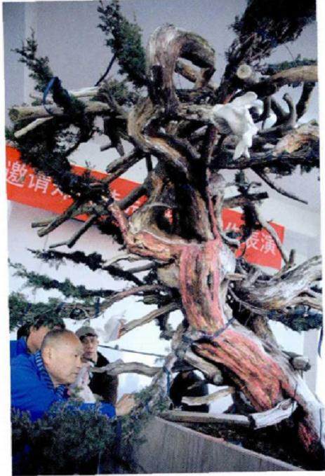 图解 郑诚恭真柏盆景怎么制作的25个过程