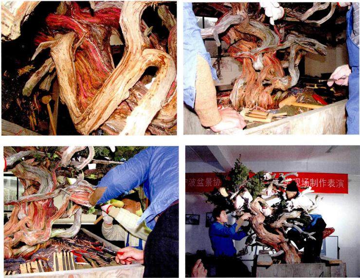 图解 郑诚恭真柏盆景怎么制作的25个过程