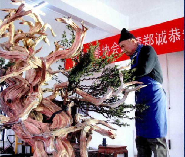 图解 郑诚恭真柏盆景怎么制作的25个过程