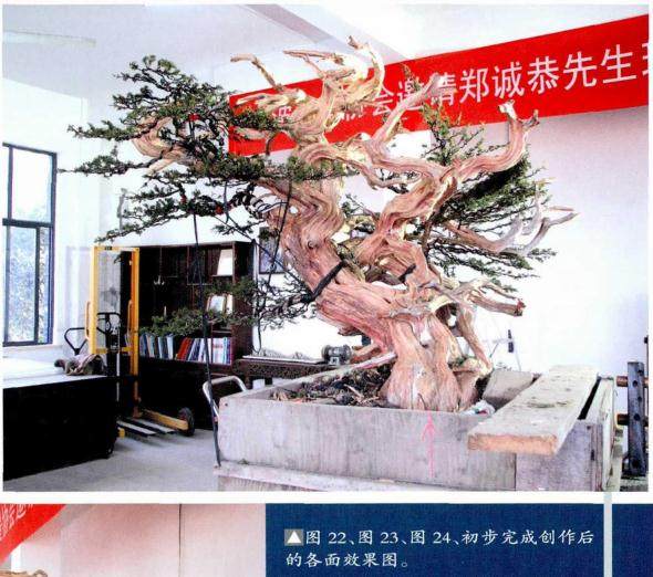 图解 郑诚恭真柏盆景怎么制作的25个过程
