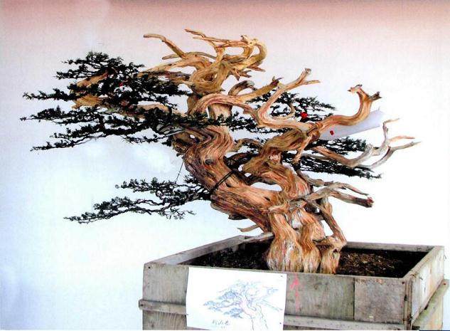 图解 郑诚恭真柏盆景怎么制作的25个过程