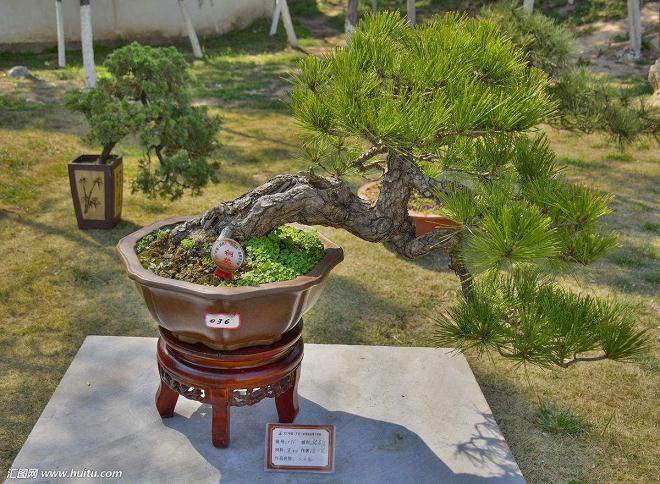 制作黑松盆景的感悟