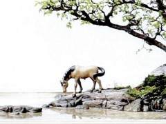 制作树石盆景的用材有哪些 图片