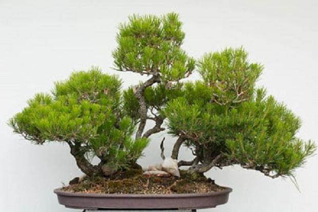 如何在夏季施肥使盆景生长更快?