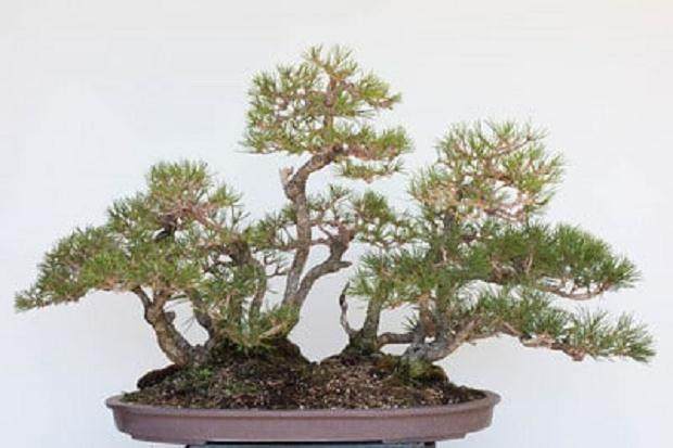 如何在夏季施肥使盆景生长更快?