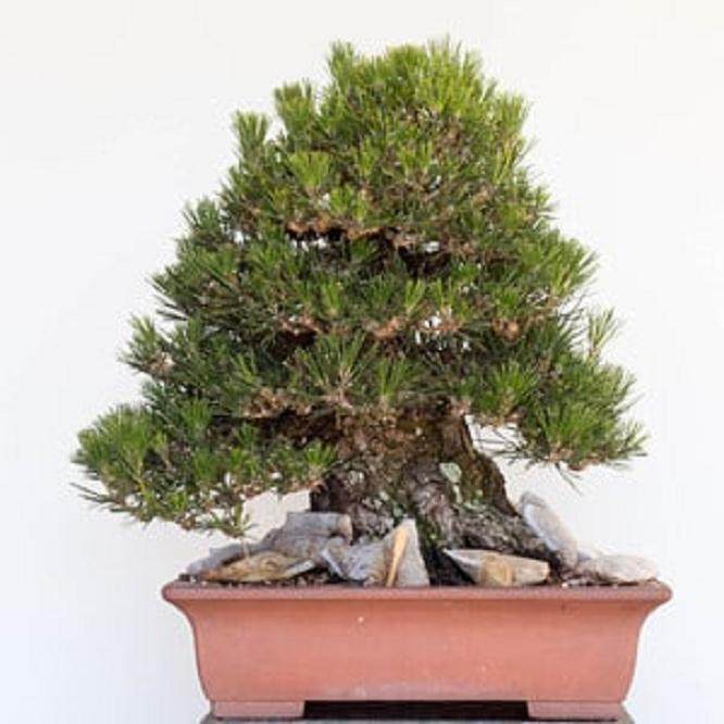 如何做好夏季盆景的修剪工作