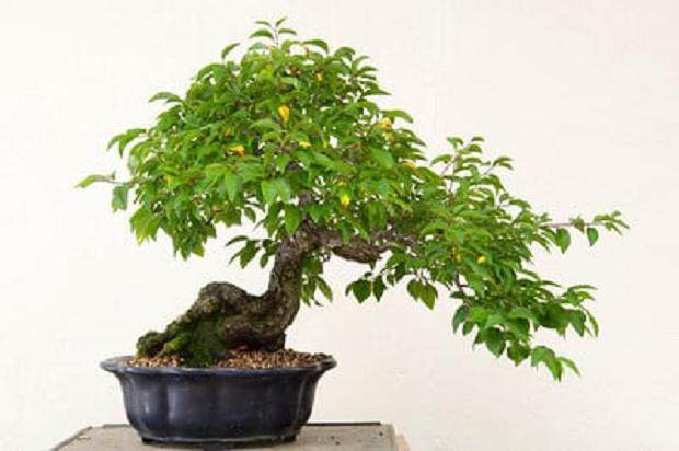 鹅耳枥盆景在春季修剪工作 图片