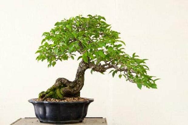 鹅耳枥盆景在春季修剪工作 图片