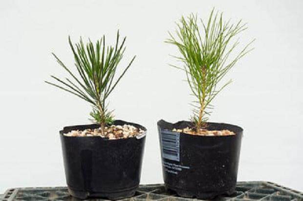 我发现成熟的红松和黑松有时难以分辨