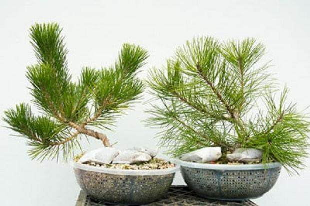 我发现成熟的红松和黑松有时难以分辨