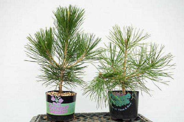 我发现成熟的红松和黑松有时难以分辨