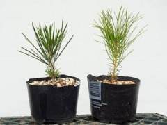 我发现成熟的红松和黑松有时难以分辨