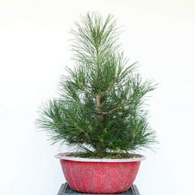 图解 如何修剪幼松盆景的13个步骤