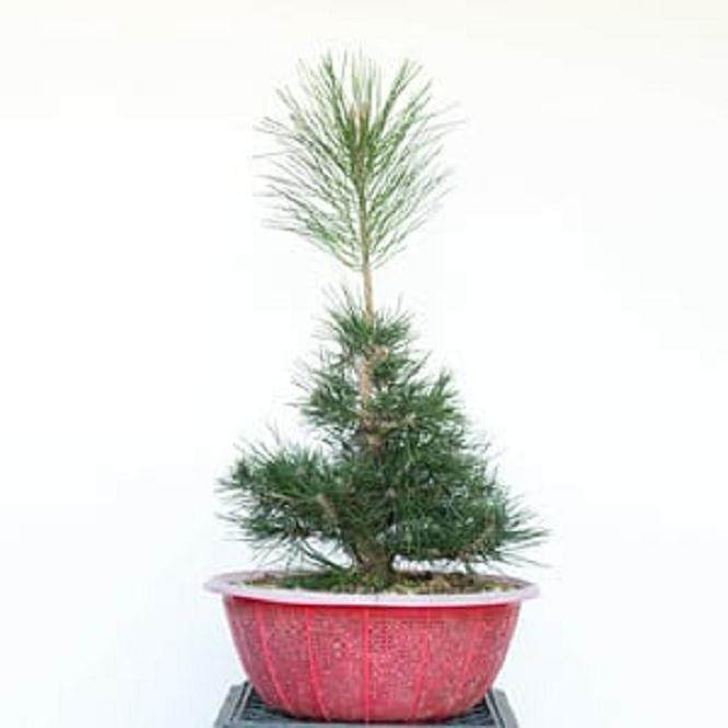 图解 如何修剪幼松盆景的13个步骤