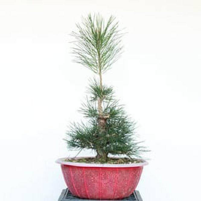 图解 如何修剪幼松盆景的13个步骤