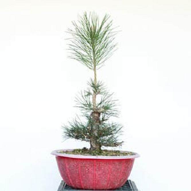 图解 如何修剪幼松盆景的13个步骤