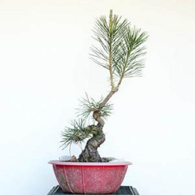 图解 如何修剪幼松盆景的13个步骤