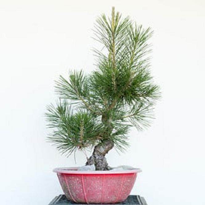 图解 如何修剪幼松盆景的13个步骤