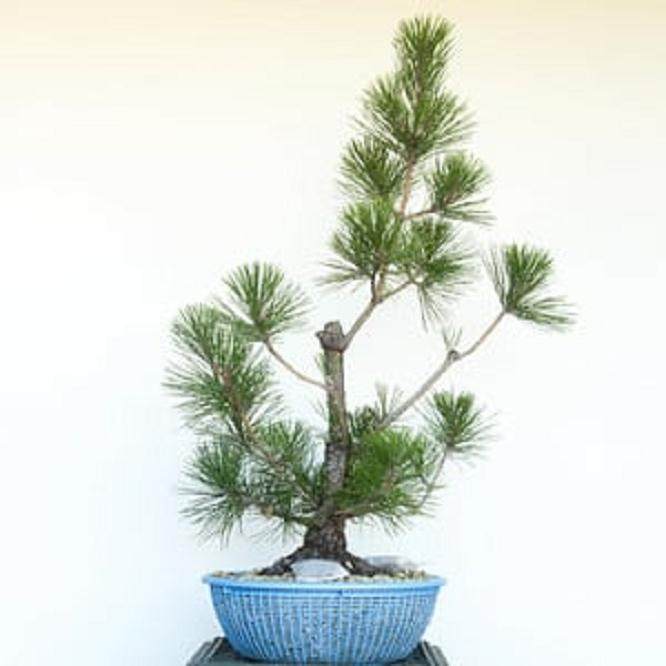 图解 如何修剪幼松盆景的13个步骤