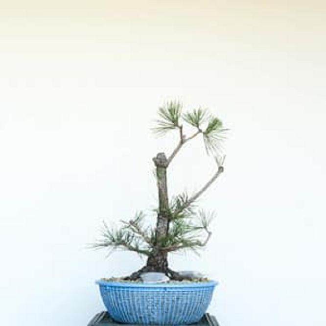 图解 如何修剪幼松盆景的13个步骤