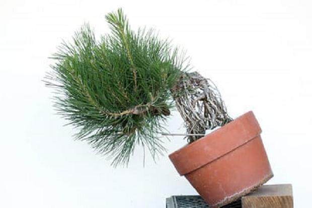 图解 如何修剪幼松盆景的13个步骤