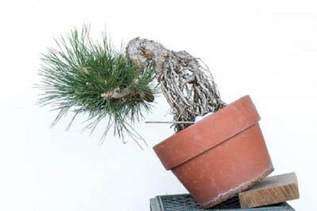 图解 如何修剪幼松盆景的13个步骤