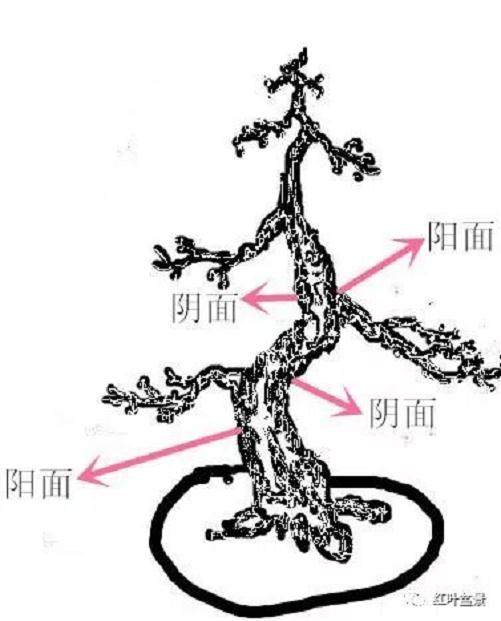 盆景造型中 枝点的分布原则
