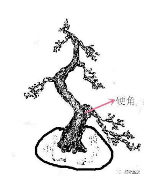 盆景造型中 枝点怎么分布的原则 图片