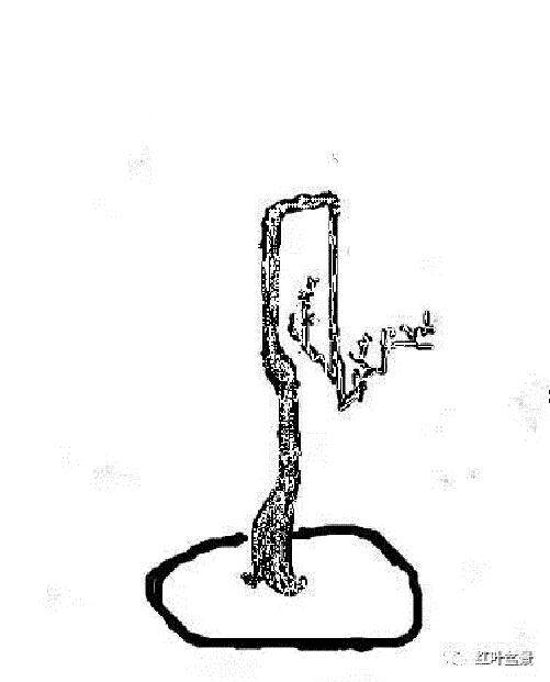 盆景造型中 枝点怎么分布的原则 图片