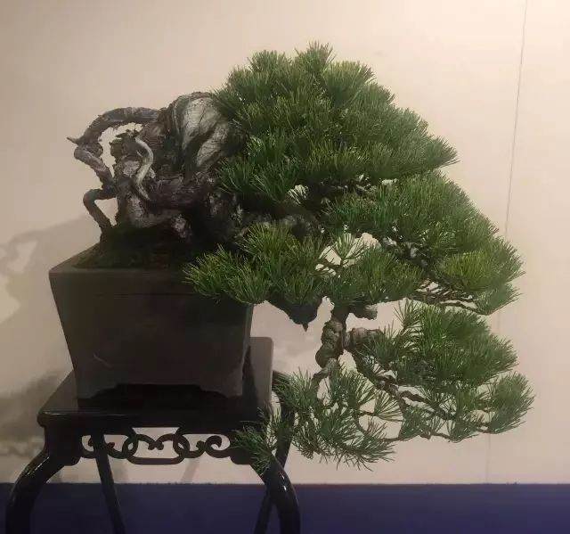 盆景施肥的原则和注意事项